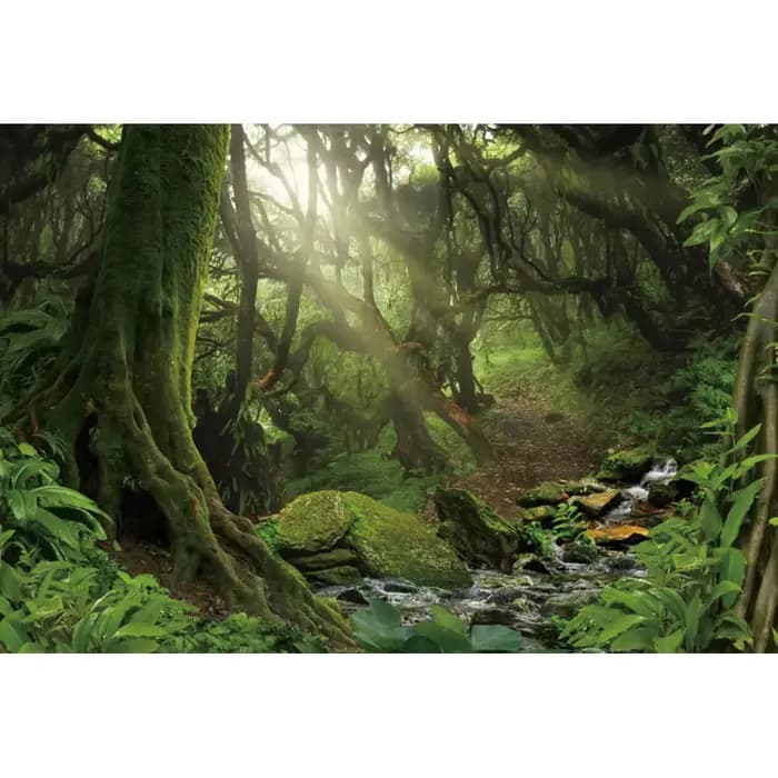 Toile de fond Forêt Printanière, Jungle Tropicale, Forêt tropicale pour la photographie, le camping,