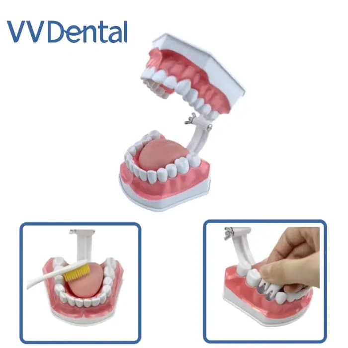 Modèle de démonstration pédagogique pour l'hygiène bucco-dentaire et l'étude des soins dentaires, destiné à l'éducation à la brossage des dents