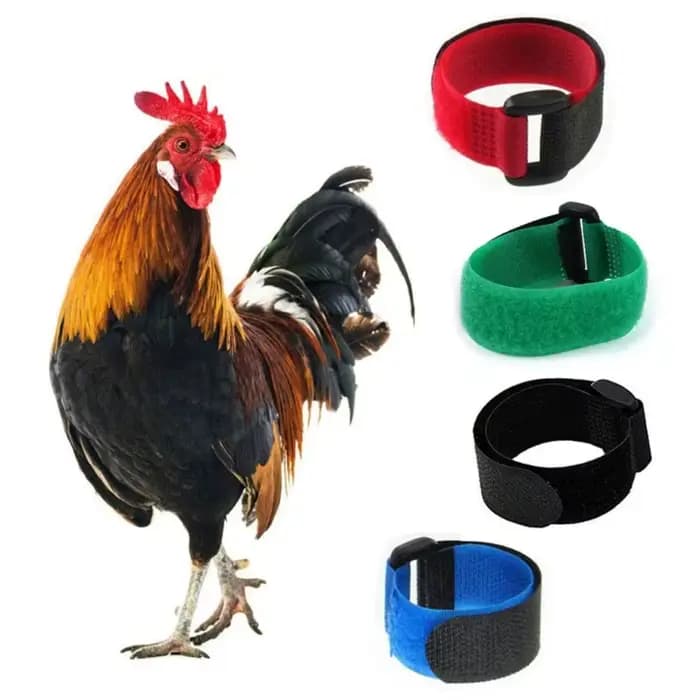 2 pièces collier Anti chant coq coqs réglables Anti-crochet sans bruit Nylon livraison directe