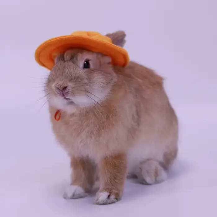 Casquette pour petits animaux, chapeau, vêtements pour animaux de compagnie, accessoires pour cochon d'inde, lapin, écureuil, Hamster, Rat, souris