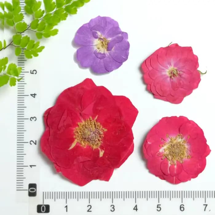 20 pièces, Têtes de fleurs de rose rouges et violettes pressées naturelles, Fleurs décoratives pour DIY, cadre photo, colle, coque de téléphone, maquillage visage, décoration
