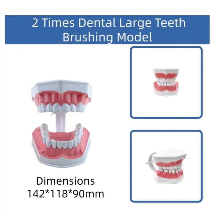 Modèle de démonstration pédagogique pour l'hygiène bucco-dentaire et l'étude des soins dentaires, destiné à l'éducation à la brossage des dents